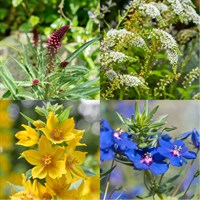 Lysimachia Perennial Set - Mixed Colours - 5 x 9cm Pots