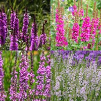 Lythrum Perennial Set - Mixed Colours - 6 x 9cm Pots