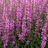 Lythrum Virg. Dropmore Purple Perennial Plant 9cm Pot - Set of 3