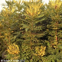 Mahonia 'Winter Sun' - 7.5L Pot