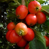 Malus 'John Downie' Tree