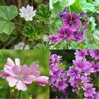 Malva Perennial Set - Mixed Colours - 5 x 9cm Pots