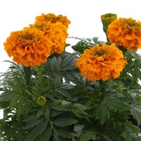 Marigold African Antigua Orange 6 Pack Boxed Bedding