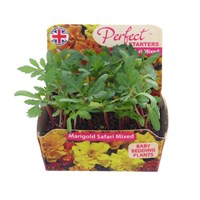 Marigold F1 Hybrid French Mixed 20 Baby Bedding Cell Plug Plants