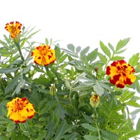 Marigold French Durango Flame 6 Pack Boxed Bedding