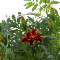 Marigold French Durango Red 6 Pack Boxed Bedding 