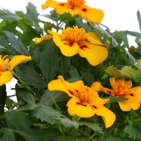 Marigold French Granada 6 Pack Boxed Bedding