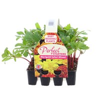 Marigold Safari Mixed 20 Cell Bedding Plug Plants