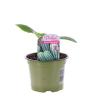Marrow Green Bush 10.5cm Pot Vegetable