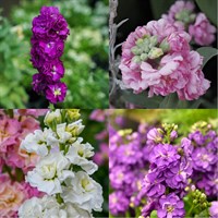 Matthiola Perennial Set - Mixed Colours - 5 x 9cm Pots