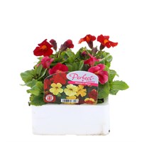 Mimulus Mixed 6 Pack Boxed Bedding