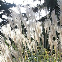 Miscanthus Sin Kleine Fontaine Perennial Plant in a 9cm Pot