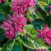 Monarda Melua Burgundy 2L Perennial Plant - Set of 3