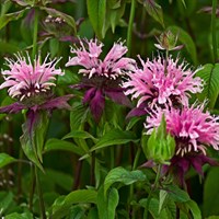Monarda Melua Pink 2L Perennial Plant - Set of 3