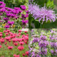 Monarda Perennial Set - Mixed Colours - 5 x 9cm Pots
