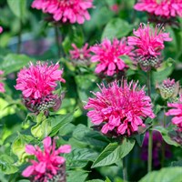Monarda Pink Lace Perennial Plant 9cm Pot - Set of 3