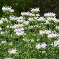Monarda Snow Maiden Perennial Plant 9cm Pot - Set Of 3