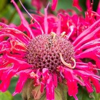 Monarda Melua Rose Perennial Plant 2L Pot - Set of 3