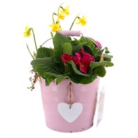Mother's Day Planted Pink Metal Bedding & Bulb Bucket
