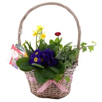 Mother's Day Planted Round Wicker Bedding & Bulb Bakset