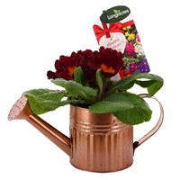 Mother's Day Small Copper Watering Can Bedding Planter