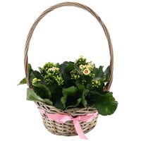 Mother's Day Houseplant Kalenchoe Basket Arrangement