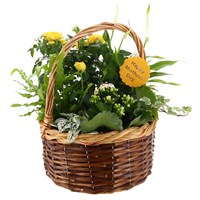 Mother's Day Maggie Medium Round Wicker Houseplant Bakset