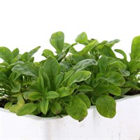 Myosotis Forget-Me-Not Blue 6 Pack Boxed Bedding