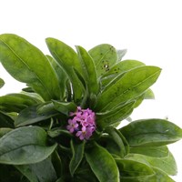 Myosotis Rose 6 Pack Boxed Bedding 