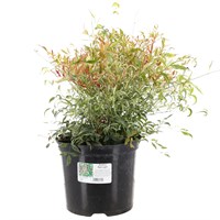 Nandina 'Red Light' - 4L Pot