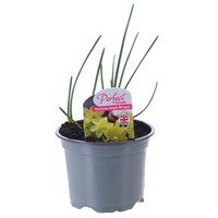 Narcissus Angels Whisper 10.5cm Pot Bedding Bulbs