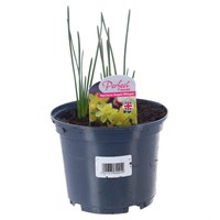 Narcissus Angels Whisper 13cm Pot Bedding Bulbs