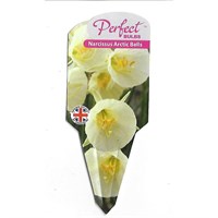 Narcissus Artic Bells 13cm Pot Bedding Bulbs