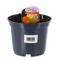 Narcissus Bittern 13cm Pot Bedding Bulbs