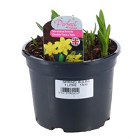 Narcissus Boucle Double Tete a Tete Spring Bulbs 13cm Pot Bedding Bulbs