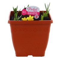 Narcissus Boucle Double Tete a Tete Square Sonja Planted Spring Bulbs