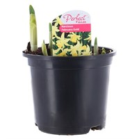 Narcissus February Gold 13cm Pot Bedding Bulbs
