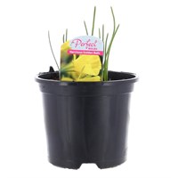 Narcissus Golden Bells Spring Bulbs 13cm Potted Bulbs Bedding