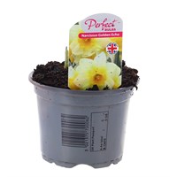 Narcissus Golden Echo 10.5cm Pot Bedding Bulbs