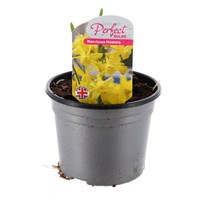 Narcissus Hawera 10.5cm Pot Bedding Bulbs