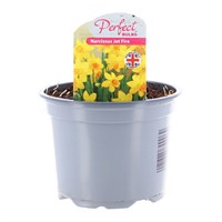 Narcissus Jet Fire 10.5cm Pot Bedding Bulbs
