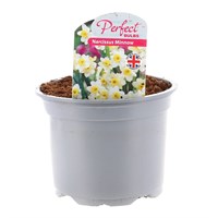 Narcissus Minnow 10.5cm Pot Bedding Bulbs