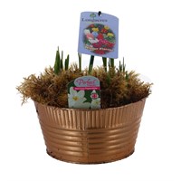 Narcissus Paperwhite Decorative Gold Low Tin Pot Bedding Bulbs