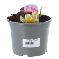 Narcissus Prom Dance 13cm Pot Bedding Bulbs