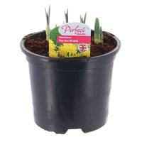 Narcissus Rip Van Winkle 13cm Pot Bedding Bulbs