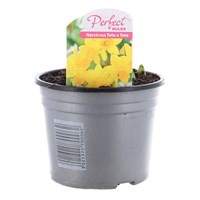 Narcissus Tete A Tete 10.5cm Pot Bedding Bulbs