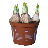 Narcissus Tete a Tete 13cm Pot Bedding
