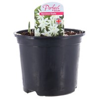 Narcissus Thalia 13cm Pot Bedding Bulbs