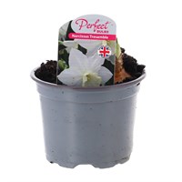 Narcissus Tresamble 10.5cm Pot Bedding Bulbs