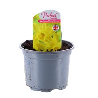 Narcissus Yellow Ocean 10.5cm Pot Bedding Bulbs